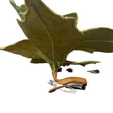 Load image into Gallery viewer, Velvet Poinsettia Flower Clip. Glittered Edge. Green. 21cm