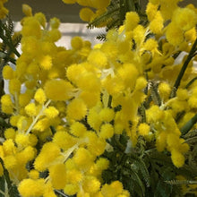 Load image into Gallery viewer, Artificial/Faux &quot;Acacia&quot; Golden Wattle Stem
