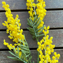 Load image into Gallery viewer, Artificial/Faux &quot;Acacia&quot; Golden Wattle Stem
