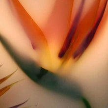 Load image into Gallery viewer, Strelitzia "Bird of Paradise" - Island Paradise Wax Lanterns