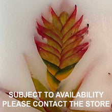 Load image into Gallery viewer, Heliconia - Island Paradise Wax Lanterns