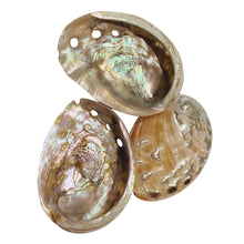 Load image into Gallery viewer, Abalone Shell. 10-12cm Polished.
