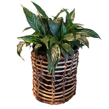 Load image into Gallery viewer, Rattan Basket Pot Surrounds.27cm
