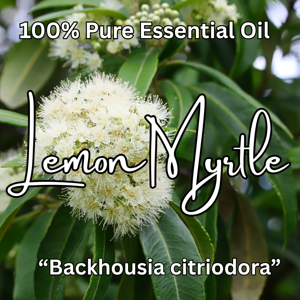 Lemon Myrtle 