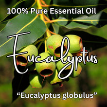 Load image into Gallery viewer, Eucalyptus &quot;Eucalyptus globulus&quot; Essential Oil
