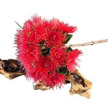 Load image into Gallery viewer, Flowering Gum Stem.Red. 32cm
