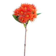 Load image into Gallery viewer, Flowering Gum Stem. Orange.32cm
