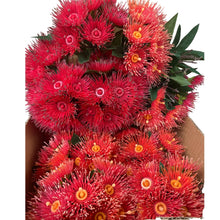Load image into Gallery viewer, Flowering Gum Stem. Orange.32cm
