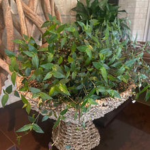 Load image into Gallery viewer, Hyacinth Rope Fruit Basket / Pot Plant Stand. Natural.
