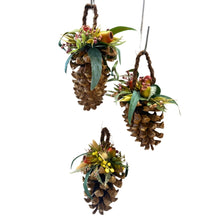 Load image into Gallery viewer, Pine Cones Jumbo. Australiana.
