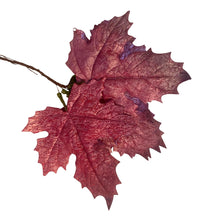 Load image into Gallery viewer, Maple Leaf. Pack 12 DIY Artificial Pink Burgundy.
