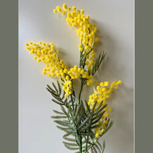 Load image into Gallery viewer, Australian Wattle Artificial Branch. 85cm
