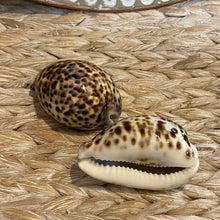 Load image into Gallery viewer, Natural Sea Shell &quot;Cyprea Tigris&quot; 9cm.
