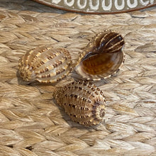 Load image into Gallery viewer, Natural Sea Shell &quot;Harpa Articularis&quot; 6-8cm
