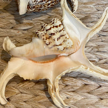 Load image into Gallery viewer, Natural Sea Shell &quot;Lambis Chiagra&quot; 18 -20cm
