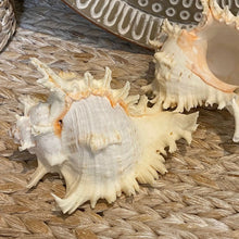 Load image into Gallery viewer, Natural Sea Shell &quot;Murex Ramosos&quot; 17-20cm
