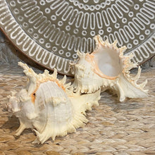 Load image into Gallery viewer, Natural Sea Shell &quot;Murex Ramosos&quot; 17-20cm
