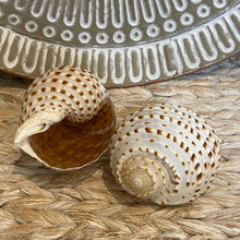 Load image into Gallery viewer, Natural Sea Shell &quot;Tonna Tessalata&quot; 11-13cm
