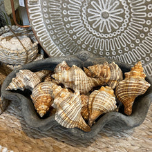 Load image into Gallery viewer, Natural Sea Shell &quot;Fasciolaria Trapezium&quot; 12-14cm
