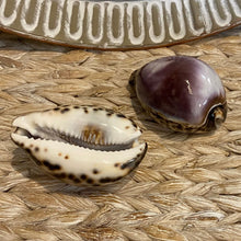 Load image into Gallery viewer, Natural Sea Shell &quot;Tiger Cowrie Purple Top&quot; 8cm
