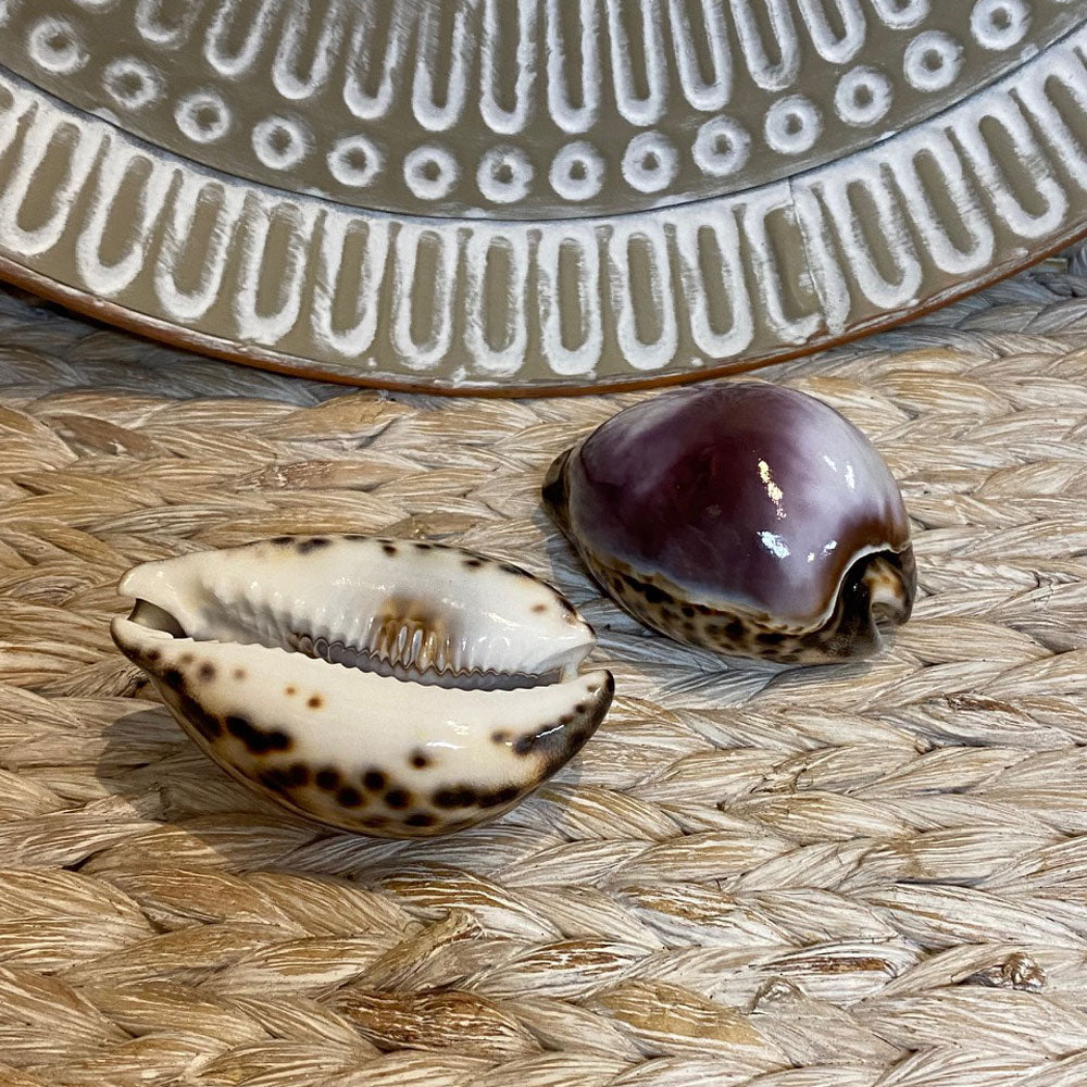 Natural Sea Shell 
